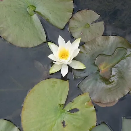 Agro-turismo Quinta Do Pendao * Santa Cruz da Trapa