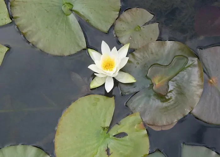 Agro-turismo Quinta Do Pendao * Santa Cruz da Trapa